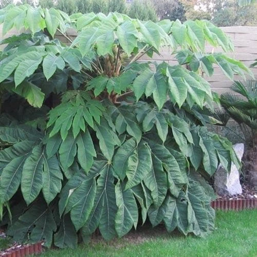 Tetrapanax Papyrifer Rex 3 Tetrapanax Papyrifer Rex