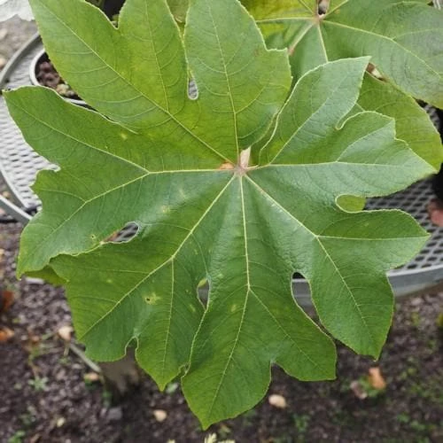 Tetrapanax Papyrifer Rex 5 Tetrapanax Papyrifer Rex - Image 3