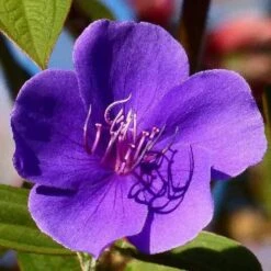 Tibouchina Urvilleana -Eco Nest Store Tibouchina urvilleana 2jpg