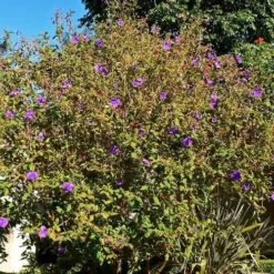 Tibouchina Urvilleana -Eco Nest Store Tibouchina urvilleana 3