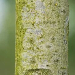 Tilia Americana American Sentry -Eco Nest Store Tilia americana American Sentry 03x