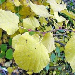 Tilia Cordata Winter Orange -Eco Nest Store Tilia cordata Winter Orange 04x