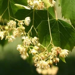 Tilia Mongolica -Eco Nest Store Tilia mongolica 06x