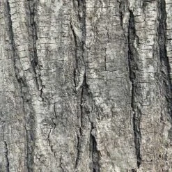 Tilia Tomentosa 'pendula', - Weeping Lime -Eco Nest Store Tilia petiolaris 03