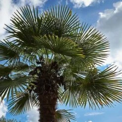 Trachycarpus Fortuneii -Eco Nest Store Trachycarpus fortuneii 04