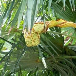 Trachycarpus Fortuneii -Eco Nest Store Trachycarpus fortuneii 06