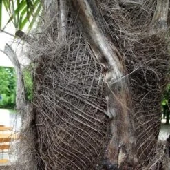 Trachycarpus Fortuneii -Eco Nest Store Trachycarpus fortuneii 08