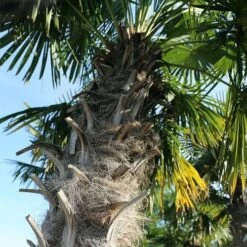 Trachycarpus Fortuneii -Eco Nest Store Trachycarpus fortuneii 09