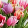 Tulip Apollo - Mixed Varieties -Eco Nest Store Tulipa Apollo Mix 01
