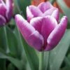 Tulip Arabian Mystery -Eco Nest Store Tulipa Arabian Mystery 01