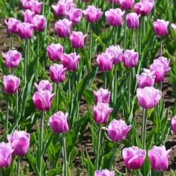 Tulip Arabian Mystery -Eco Nest Store Tulipa Arabian Mystery 03