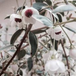 Ugni Molinae Flambeau -Eco Nest Store Ugni molinae Flambeau01