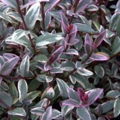 Ugni Molinae Flambeau -Eco Nest Store Ugni molinae Flambeau03