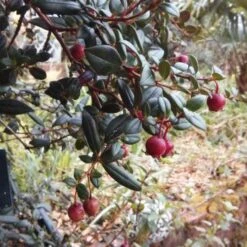 Ugni Molinae Flambeau -Eco Nest Store Ugni molinae Flambeau04