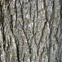 Ulmus Sapporo Autumn Gold - Golden Elm -Eco Nest Store Ulmus Sapporo Autumn Gold 04