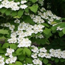 Viburnum Plicatum Shasta -Eco Nest Store Viburnum plicatum Shasta 04