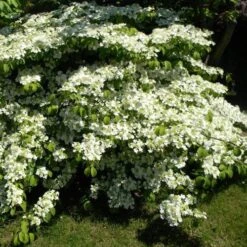 Viburnum Plicatum Shasta -Eco Nest Store Viburnum plicatum Shasta 05
