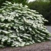 Viburnum Plicatum Shasta -Eco Nest Store Viburnum plicatum Shasta 07
