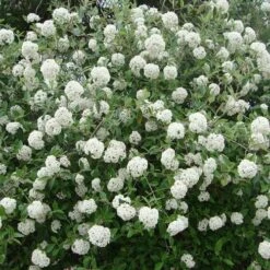 Viburnum X Burkwoodii Anne Russell -Eco Nest Store Viburnum x burkwoodii Anne Russell 02