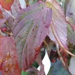 Viburnum Setigerum -Eco Nest Store Viburnum setigerum 3