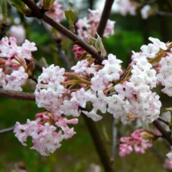 Eco Nest Store 32 Viburnum X Bodnantense Charles Lamont