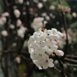 Eco Nest Store -Eco Nest Store Viburnum x bodnantense Charles Lamont02