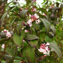 Viburnum X Bodnantense Charles Lamont -Eco Nest Store Viburnum x bodnantense Charles Lamont04