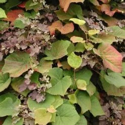 Vitis Coignetiae -Eco Nest Store Vitis Coignetiae 01