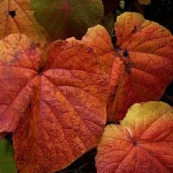 Vitis Coignetiae -Eco Nest Store Vitis Coignetiae 02