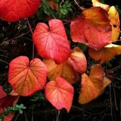 Vitis Coignetiae -Eco Nest Store Vitis Coignetiae 04