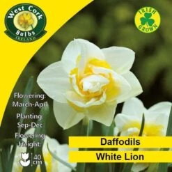 Daffodil White Lion -Eco Nest Store White Lion