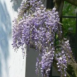 Wisteria Floribunda Issai-naga -Eco Nest Store Wisteria floribunda Issai naga 03