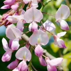 Wisteria Floribunda Rosea (Hon-beni) -Eco Nest Store Wisteria floribunda Rosea 02