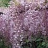 Wisteria Floribunda Rosea (Hon-beni) -Eco Nest Store Wisteria floribunda Rosea 03