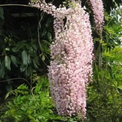 Wisteria Floribunda Rosea (Hon-beni) -Eco Nest Store Wisteria floribunda Rosea 05