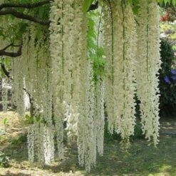 Wisteria Floribunda Longissima Alba (Shiro-noda) -Eco Nest Store Wisteria floriibunda Longissima Alba 02