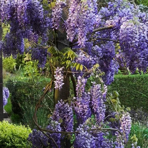 Wisteria Sinensis 5 Wisteria Sinensis - Image 3