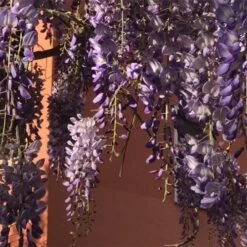 Wisteria Sinensis Boskoop -Eco Nest Store Wisteria sinensis Boskoop 03