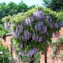 Wisteria Floribunda Domino -Eco Nest Store Wisteria Domino 01