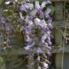 Wisteria Floribunda Domino -Eco Nest Store Wisteria Domino 02