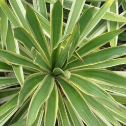 Yucca Gloriosa Variegata -Eco Nest Store Yucca gloriosa Variegata 03