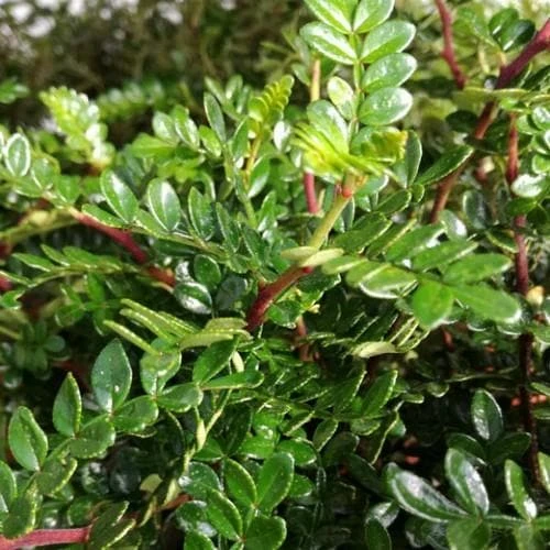 Zanthoxylum Beecheyanum 3 Zanthoxylum Beecheyanum