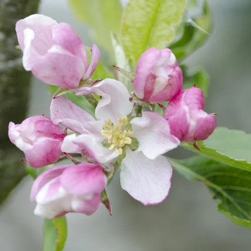 Apple Camelot 4 Apple Camelot - Image 2