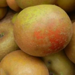 Apple Ashmead's Kernel -Eco Nest Store ashmeads kernel06