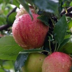 Apple Bloody Butcher -Eco Nest Store bloody butcher 02