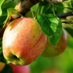 Apple Bloody Butcher -Eco Nest Store bloody butcher 03