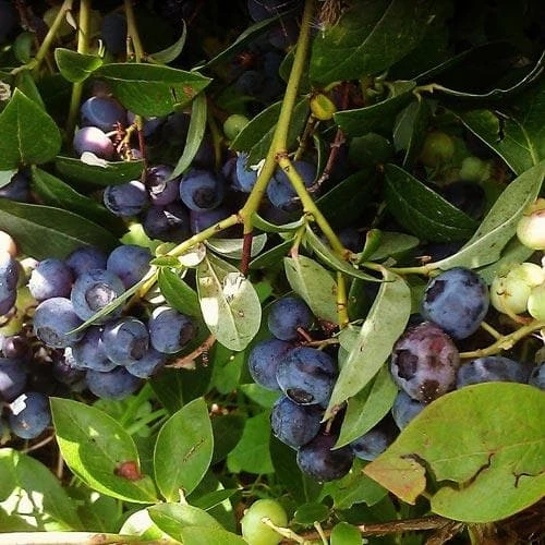 Blueberry Goldtraube 4 Blueberry Goldtraube - Image 2