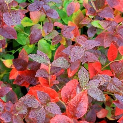 Blueberry Goldtraube 6 Blueberry Goldtraube - Image 4