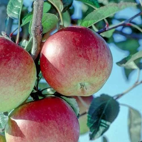 Apple Braeburn 3 Apple Braeburn