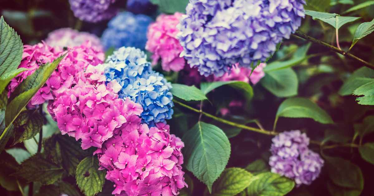 Eco Nest Store -Eco Nest Store cach cam hoa cam tu cau tuoi lau 1